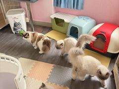 -珠海悠米米努特矮脚猫舍