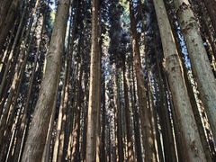 -武陵山森林公园