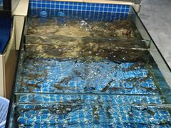 -鲤鱼塘农家山庄