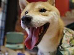 -猫色咖啡·猫咖