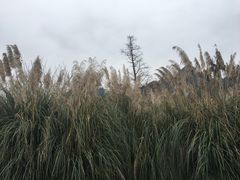 -贵阳市花溪国家城市湿地公园