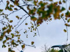 -铁山坪森林公园