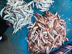 -青岛沙子口国家中心渔港