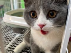 -lincat·猫舍(广州店)