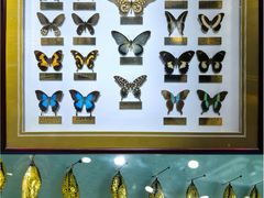 -上海昆虫博物馆