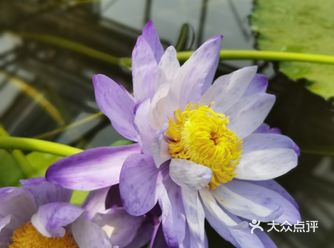 「中国科学院植物研究所北京植物园」去香山总是从这站换