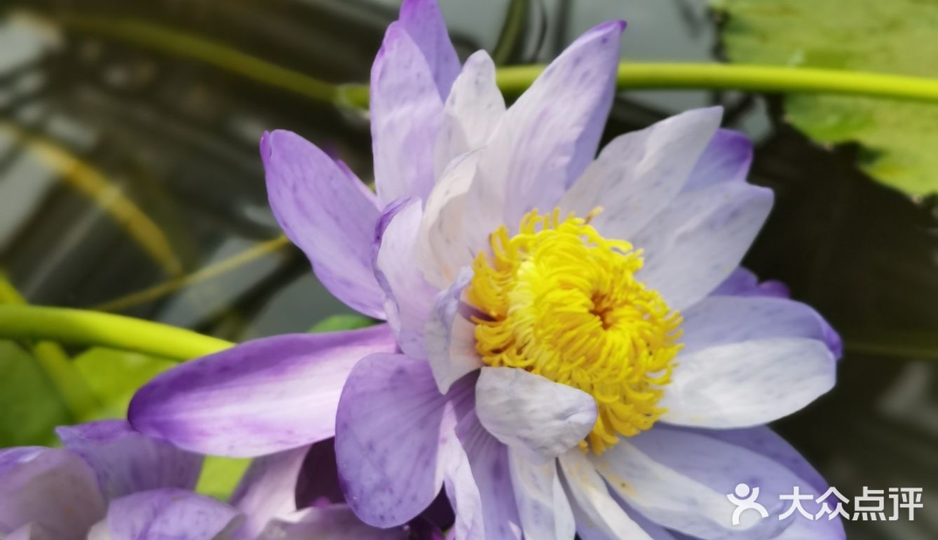 北京植物园的睡莲好美