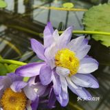 北京植物园的睡莲好美