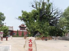 -大槐树寻根祭祖园