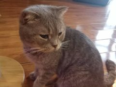 -喵园·猫主题咖啡厅·撸猫·猫咖(国贸店)