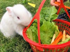 -前小桔亲子创意农场·草莓采摘·露营烧烤