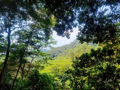 -黄埔油麻山森林公园