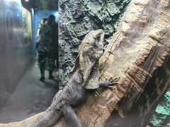 -广州长隆飞鸟乐园