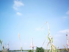 -芒洲湿地公园