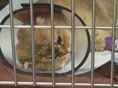 -宠颐生宠物医院·犬猫全科·皮肤科(商业街店)
