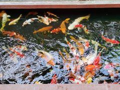 -侠成水上农庄(工业大道店)