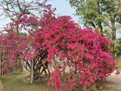 -赤坎·广东华侨国际旅游度假区