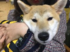 -猫色咖啡·猫咖