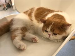 -飞行喵MR PILOT|猫舍·猫咖(静安大融城店)