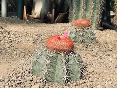 -南山植物园