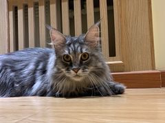 -猫和宫(六道口店)