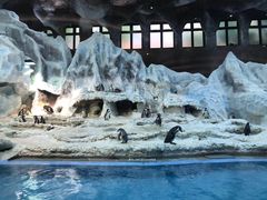 -帝企鹅自助餐厅•儿童岛•真企鹅(长隆企鹅酒店)