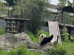 -武汉动物园