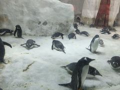 -大连圣亚海洋世界