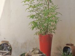 -月栖华明-云间草堂清茶馆(泗泾古镇店)
