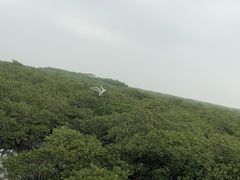 -北海金海湾红树林生态旅游区