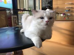-瞄一喵猫咖(格力海岸店)