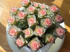 -循礼门鲜花花市(武汉循礼门店)