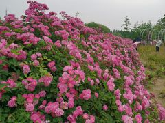 -尚贤河湿地