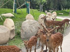 -北京野生动物园