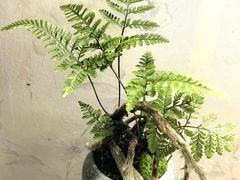 -龙大花卉苗木市场