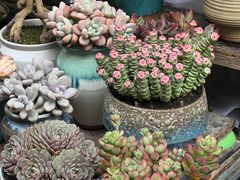 -苏州艺都古玩花鸟市场