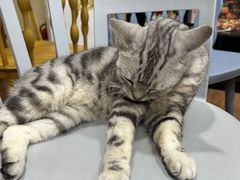 -猫小院猫主题餐厅(南锣旗舰店)