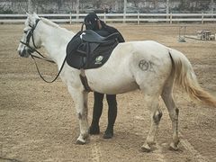 -北京群众马术培训基地