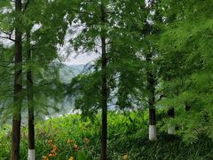 -重庆彩云湖湿地公园