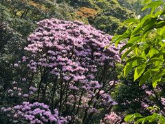 -梧桐山风景名胜区