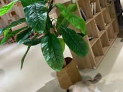 -藏猫猫咖啡主题馆(中央大道店)