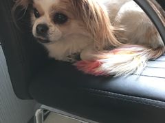 -瑞派宠物医院·24小时骨科·心脏·核磁(哈尔滨南岗店)