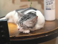 -李小姐の猫咖啡馆(五角场店)