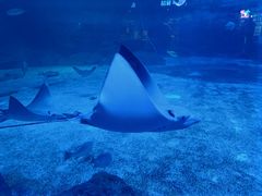 -烟台海昌鲸鲨海洋公园