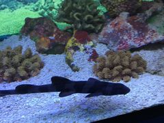 -上海海洋水族馆