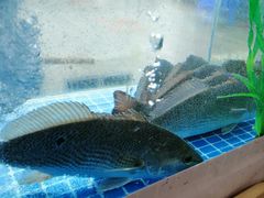 红鱼-富临港·蒸汽海鲜·手抓海鲜·炒菜(栈桥店)