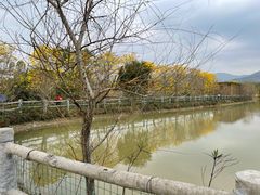 -天适樱花悠乐园