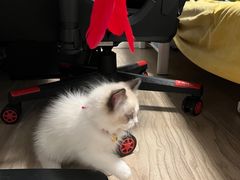 -糯米喵星人总部直营旗舰店·猫舍·幼猫出售