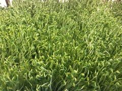 -盡膳口福跷脚牛肉火锅(北美新天地店)