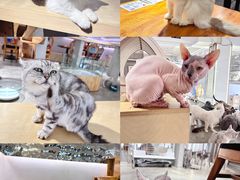 -more than meow吴止猫主题餐厅(承德 中船汇店)